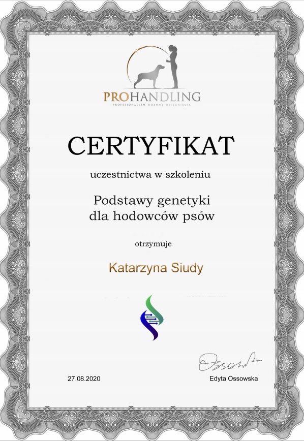 Certyfikat #6